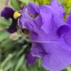 purpleteddy3